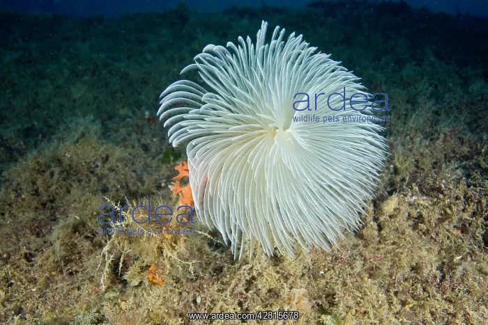 : Spirograph worm Sabella spallanzani Giglio Island Tuscany Ar : Spirograph worm Sabella spallanzani Giglio Island Tuscany Ar