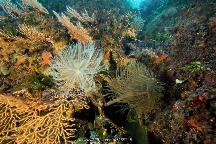 : Spirograph worm Sabella spallanzani and yellow seafan Le Sco : Spirograph worm Sabella spallanzani and yellow seafan Le Sco