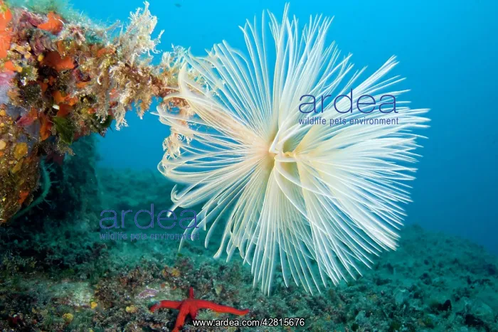 : Spirograph worm - Secca delle Secche Giglio Island Tuscany A : Spirograph worm - Secca delle Secche Giglio Island Tuscany A
