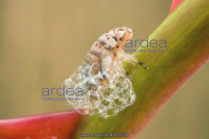 : Spit Bug / Froghopper nymph - making bubble enclosure : Spit Bug / Froghopper nymph - making bubble enclosure
