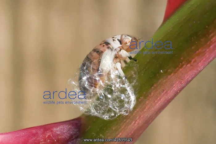 : Spit Bug / Froghopper nymph - making bubble enclosure : Spit Bug / Froghopper nymph - making bubble enclosure