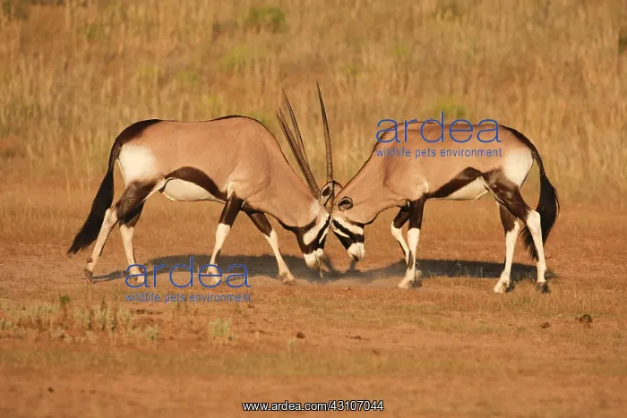 : Spitbuck Oryx Antelope (Oryx gazella), Kalahari : Spitbuck Oryx Antelope (Oryx gazella), Kalahari
