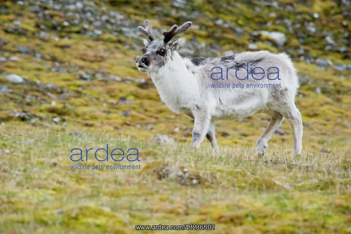 : Spitsbergen Reindeer is plumper and has : Spitsbergen Reindeer is plumper and has