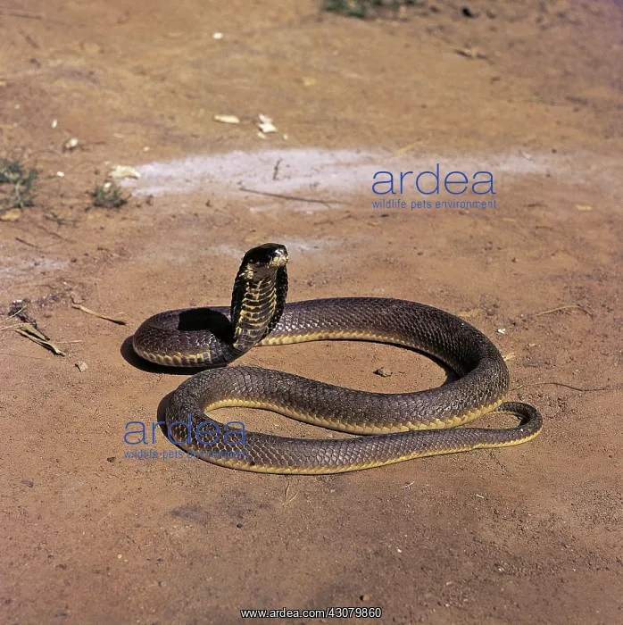  : Spitting Cobra