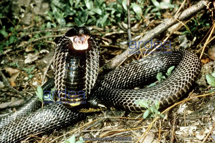  : Spitting Cobra (Hemachatus haemachatus)