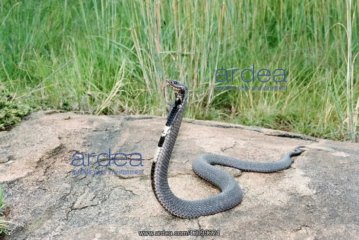 : Spitting Cobra (Hemachatus haemachatus) : Spitting Cobra (Hemachatus haemachatus)