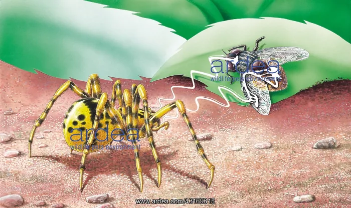 : Spitting Spider catching a fly. Spitting spiders : Spitting Spider catching a fly. Spitting spiders