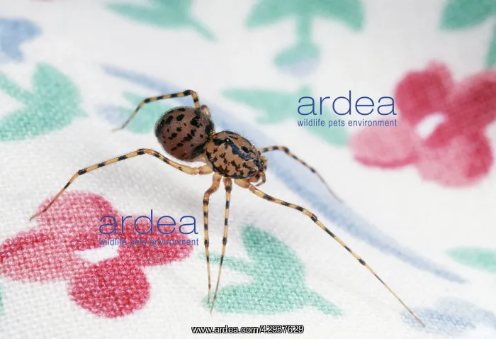 : Spitting Spider - Hunting for prey : Spitting Spider - Hunting for prey
