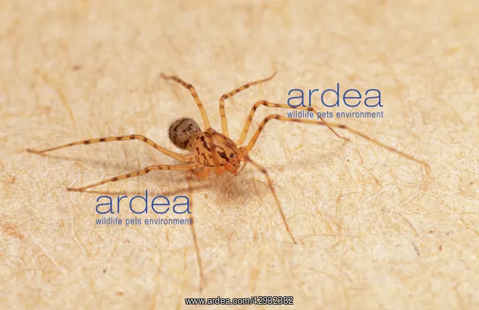: Spitting SPIDER - Inside a house : Spitting SPIDER - Inside a house