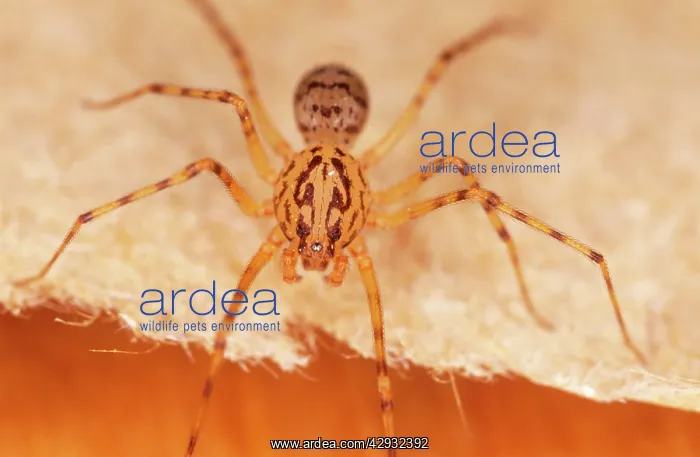 : Spitting SPIDER - Note high domed forehead : Spitting SPIDER - Note high domed forehead