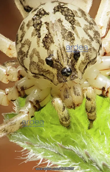 : Spitting spyder : Spitting spyder