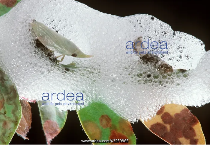 : SPITTLE BUG - showing nymphs in protective mass of froth : SPITTLE BUG - showing nymphs in protective mass of froth