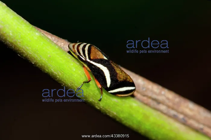 : Spittlebug : Spittlebug