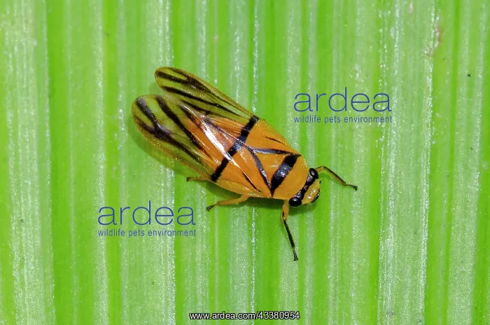 : Spittlebug : Spittlebug