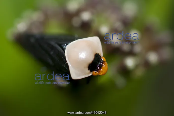 : Spittlebug (aka Froghopper) - Adult - Klungkung : Spittlebug (aka Froghopper) - Adult - Klungkung