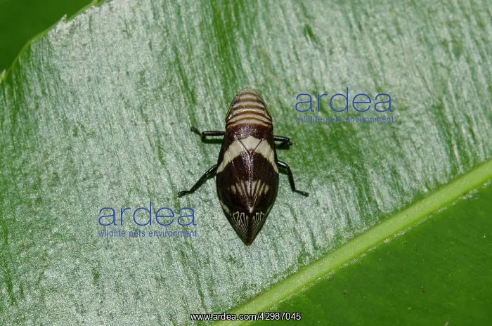 : Spittlebug on leaf - Klungkung, Bali, Indonesia : Spittlebug on leaf - Klungkung, Bali, Indonesia
