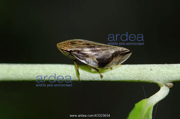 : Spittlebug on stem - Klungkung, Bali, Indonesia : Spittlebug on stem - Klungkung, Bali, Indonesia