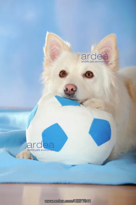 : Spitz crossbreed lying with its head and a paw on : Spitz crossbreed lying with its head and a paw on