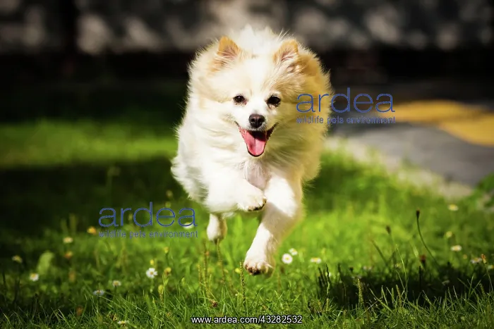 : Spitz, dog runs across a meadow, Poland, Europe : Spitz, dog runs across a meadow, Poland, Europe