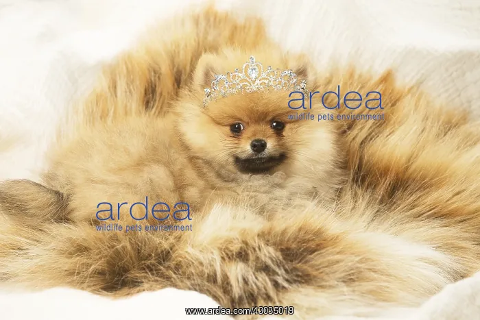 : Spitz Dog with Tiara : Spitz Dog with Tiara
