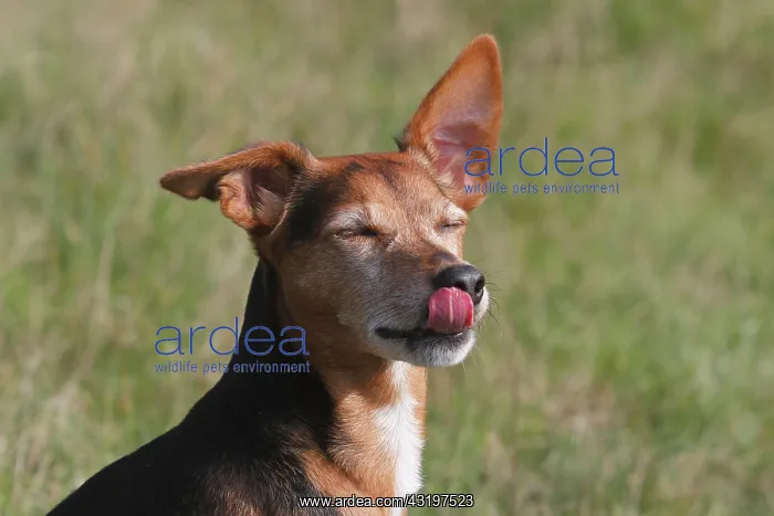 : Spitz Pinscher Mixed Breed, male, 6 years, licking : Spitz Pinscher Mixed Breed, male, 6 years, licking