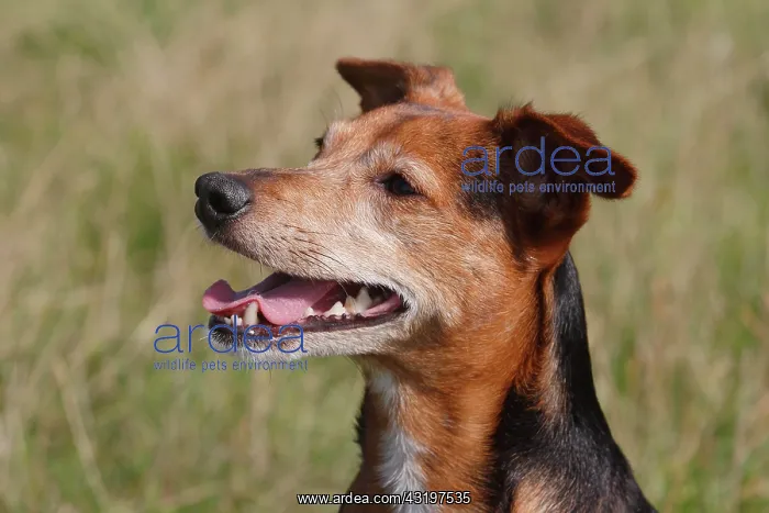 : Spitz Pinscher Mixed Breed, male, 6 years, North : Spitz Pinscher Mixed Breed, male, 6 years, North