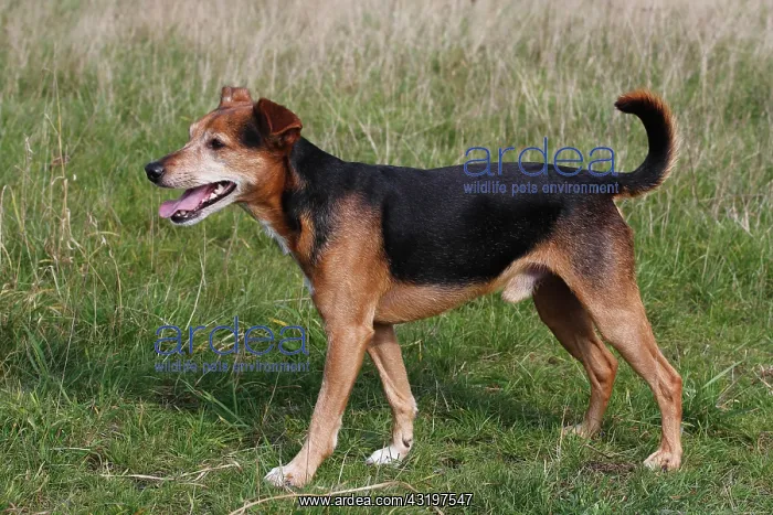 : Spitz Pinscher Mixed Breed, male, 6 years, North : Spitz Pinscher Mixed Breed, male, 6 years, North