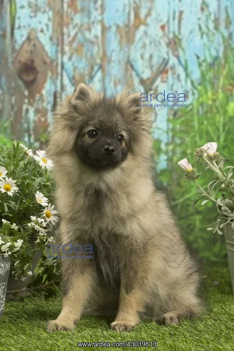 : Spitz puppy outside in the garden : Spitz puppy outside in the garden