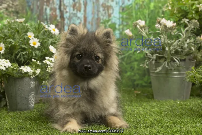 : Spitz puppy outside in the garden : Spitz puppy outside in the garden