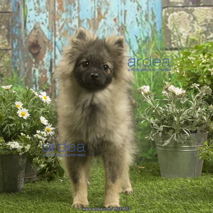 : Spitz puppy outside in the garden : Spitz puppy outside in the garden