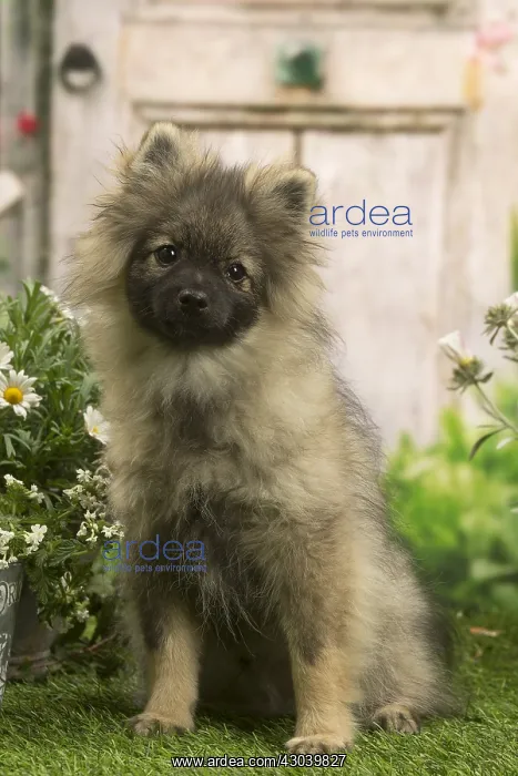: Spitz puppy outside in the garden : Spitz puppy outside in the garden