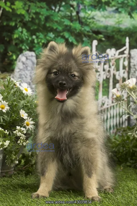 : Spitz puppy outside in the garden : Spitz puppy outside in the garden