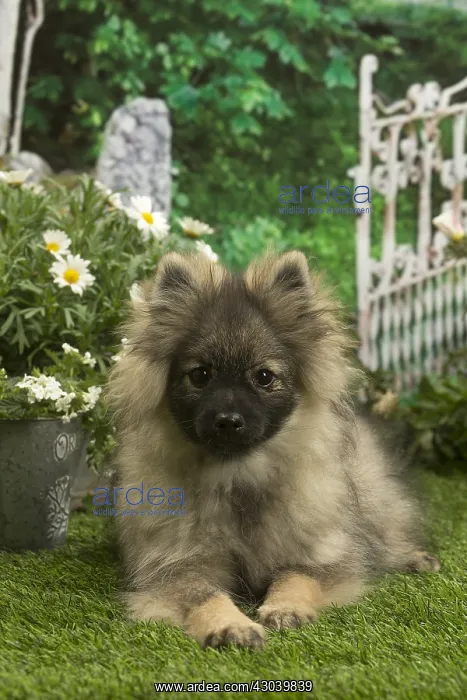 : Spitz puppy outside in the garden : Spitz puppy outside in the garden