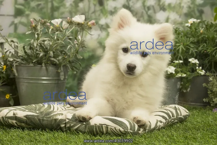 : Spitz puppy outside in the garden : Spitz puppy outside in the garden