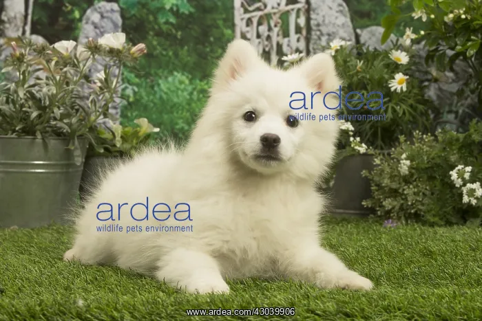 : Spitz puppy outside in the garden : Spitz puppy outside in the garden