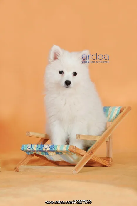 : Spitz puppy sitting in a deck chair : Spitz puppy sitting in a deck chair
