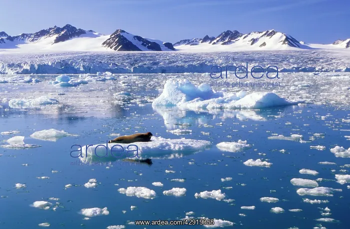 : SPITZBERGEN - Glacier and bearded seal : SPITZBERGEN - Glacier and bearded seal
