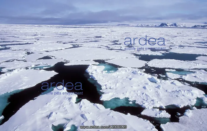 : SPITZBERGEN - PACK ICE : SPITZBERGEN - PACK ICE