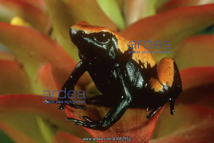 : Splash-backed Poison Frog : Splash-backed Poison Frog