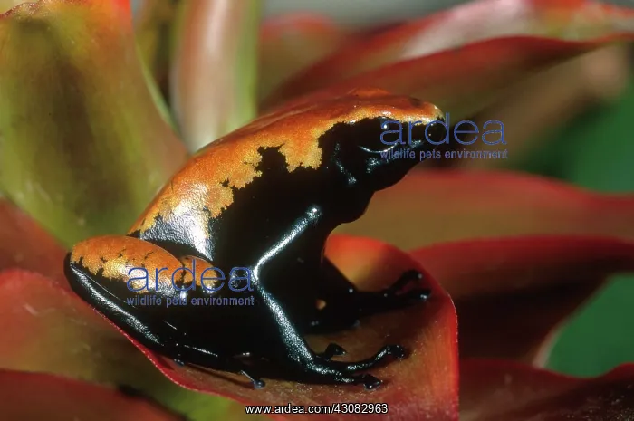 : Splash-backed Poison Frog : Splash-backed Poison Frog