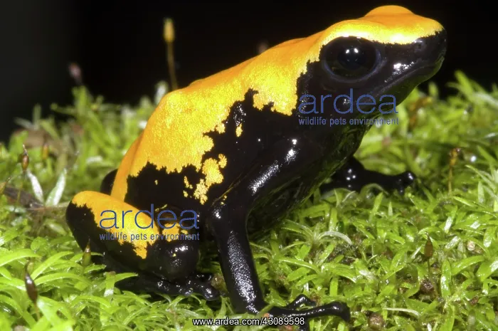 : Splash Backed Poison Frog : Splash Backed Poison Frog