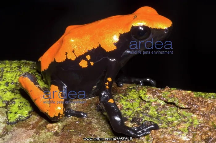  : Splash Backed Poison Frog