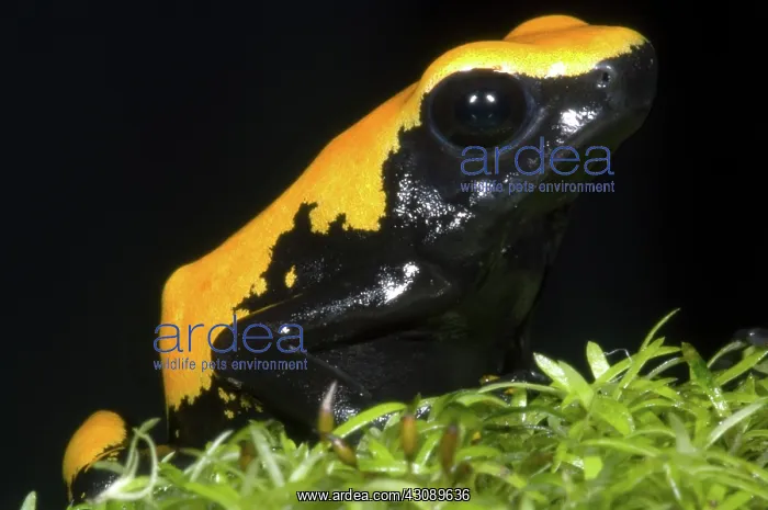 : Splash Backed Poison Frog : Splash Backed Poison Frog