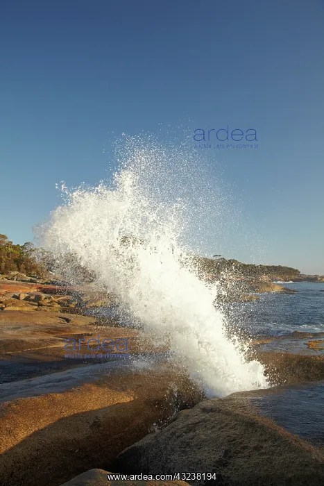 : Splash from Blowhole, Bicheno, Eastern Tasmania : Splash from Blowhole, Bicheno, Eastern Tasmania