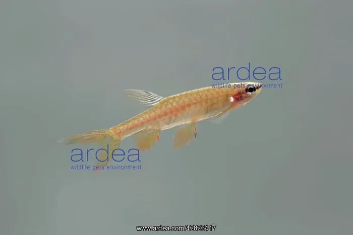 : Splash Tetra / Jumping Characin - side view : Splash Tetra / Jumping Characin - side view