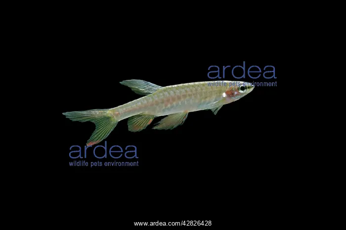 : Splash Tetra / Jumping Characin - side view : Splash Tetra / Jumping Characin - side view