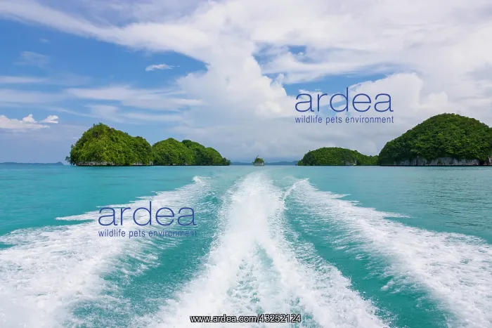 : Splashes left by boat, Rock Islands, Palau : Splashes left by boat, Rock Islands, Palau