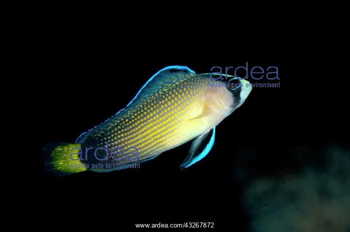 : Splendid Dottyback : Splendid Dottyback