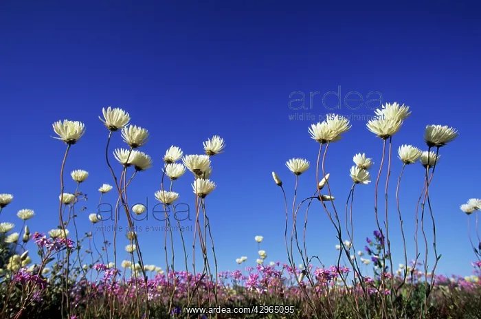 : Splendid Everlasting : Splendid Everlasting