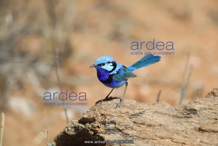 : Splendid Fairy-wren : Splendid Fairy-wren